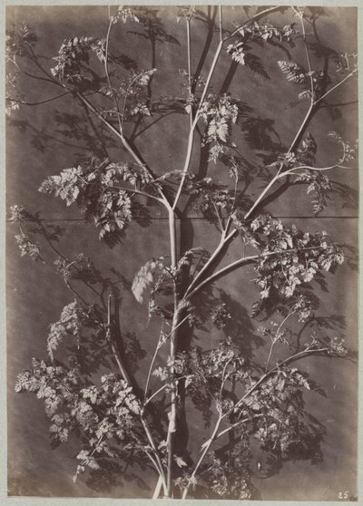 Şubelerle çalışma by Charles Aubry (manner of)