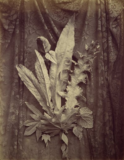 [Çiçekli Dantelin Arka Planında Yaprakların İncelenmesi], 1864. by Charles Aubry