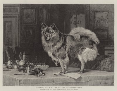 HM Kraliçenin Kahvaltı Masasında Marco by Charles Burton