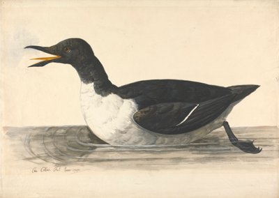 Guillemot'a, Haziran 1742 by Charles Collins