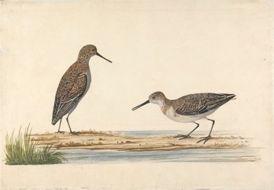 Bir çift ipucu by Charles Collins