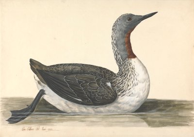 Kırmızı Boğazlı Bir Dalgıç, Haziran 1742 by Charles Collins