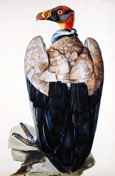 Bir Akbaba (kağıt üzerine guaj) by Charles Collins
