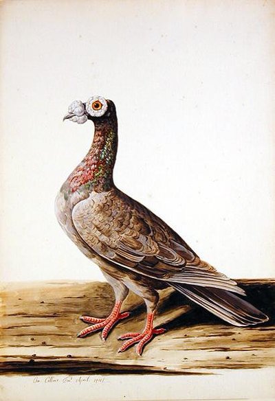 Orman Tavuğu, Tavuk by Charles Collins