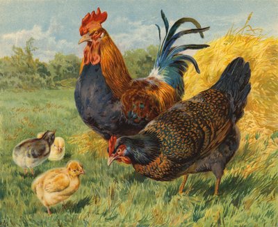 Tavuklar (kromolitho) by Charles Collins