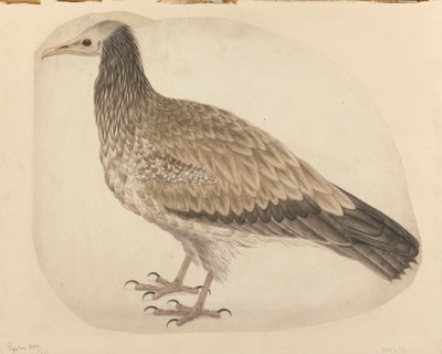 Mısır Akbabası by Charles Collins