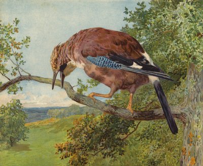 Avrasya Jay (kromolitho) by Charles Collins