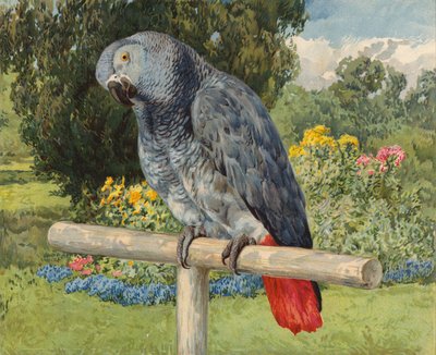 Gri Papağan (chromolitho) by Charles Collins