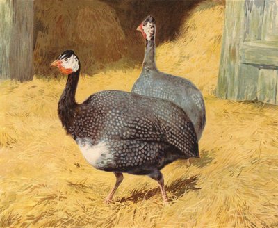 Ginetavuğu (kromolitho) by Charles Collins