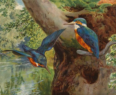 Yalıçapkınları (kromolitho) by Charles Collins