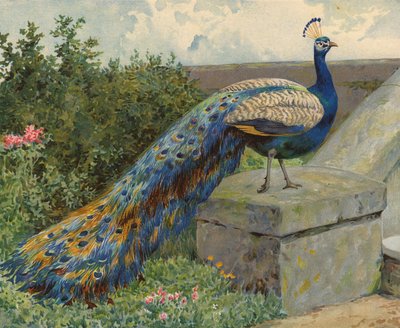 Tavus kuşu (kromolitho) by Charles Collins