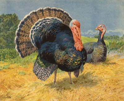 Hindi (kromolitho) by Charles Collins