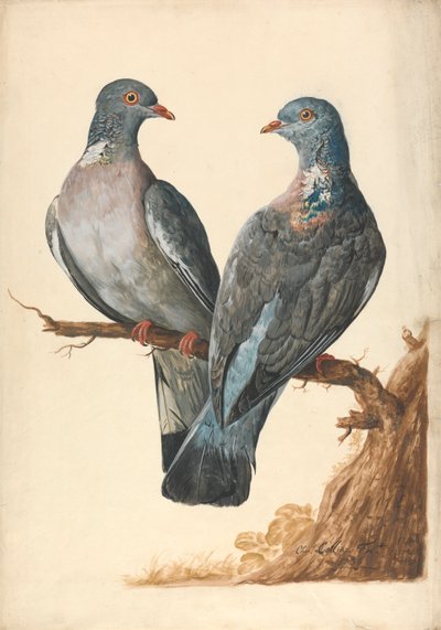 iki tahtalı güvercin by Charles Collins