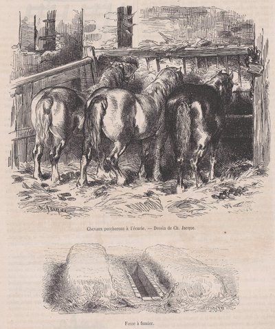 Ahırdaki Percheron atları, Magasin Pittoresque