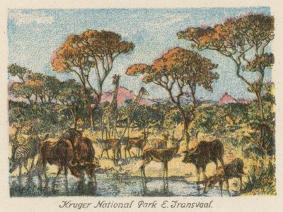 Güney Afrika: Kruger Ulusal Parkı, E Transvaal (renkli lito) by Charles Ernest Peers