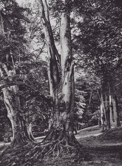 Knole Park