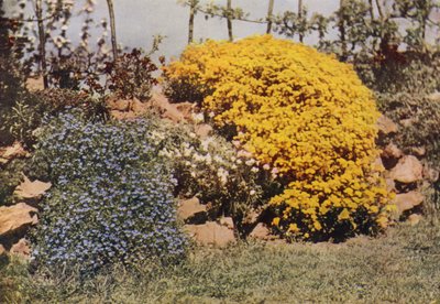 Taşlı Duvar, Aubrietia, Güneş Gülü, Sarı Alyssum (renkli fotoğraf) by Charles Essenhigh Corke