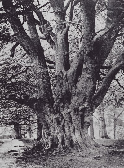 King Beech, Knole Park (s/b fotoğraf) by Charles Essenhigh Corke