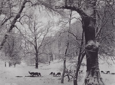 Knole Parkı (s/b fotoğraf) by Charles Essenhigh Corke