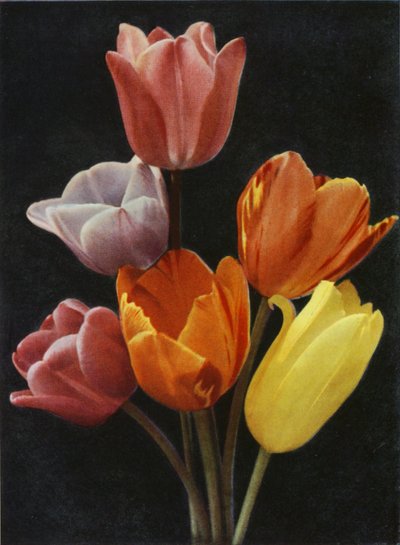 Mayıs Çiçekli Laleler (renkli fotoğraf) by Charles Essenhigh Corke