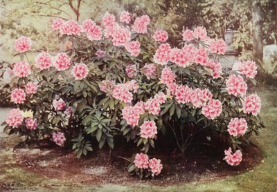 Rhododendron Pink Pearl, "The Heights"ta, Witley, Bayan Farnham