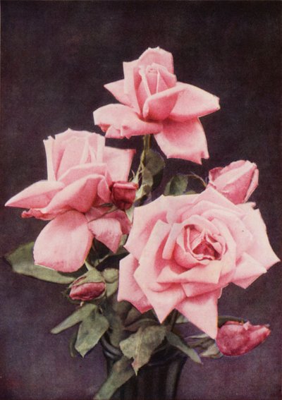 Rose Lady Ashtown (renkli fotoğraf) by Charles Essenhigh Corke