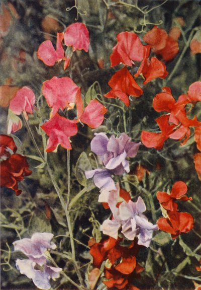 Bazı Modern Tatlı Bezelye (renkli fotoğraf) by Charles Essenhigh Corke