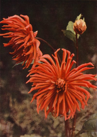 Kaktüs Dahlia "Brisbane" (renkli fotoğraf) by Charles Essenhigh Corke