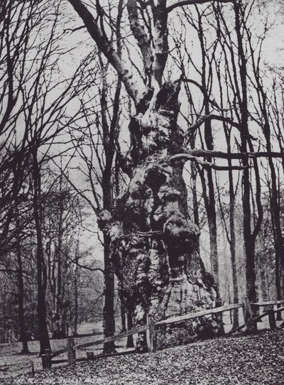 The Old Oak, Knole Park (s/b fotoğraf) by Charles Essenhigh Corke