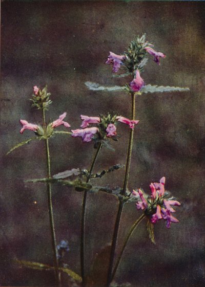 Kır çiçekleri: Betony (renkli fotoğraf) by Charles Essenhigh Corke
