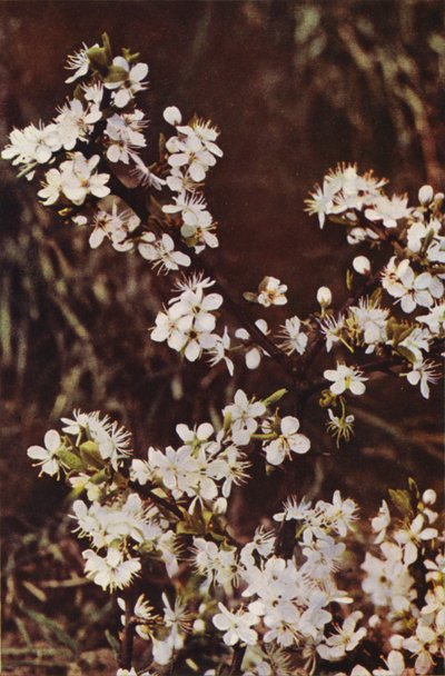 Kır çiçekleri: Karaçalı (renkli fotoğraf) by Charles Essenhigh Corke
