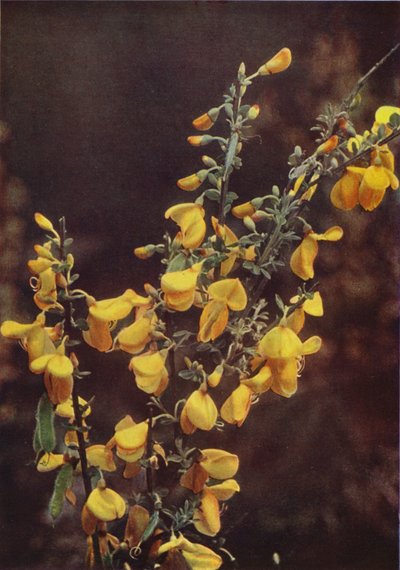 Kır çiçekleri: Süpürge (renkli fotoğraf) by Charles Essenhigh Corke