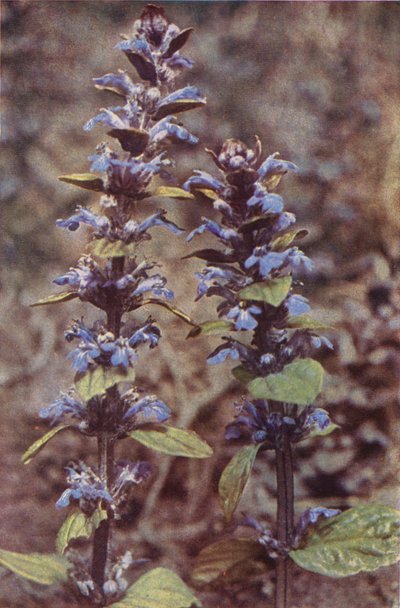 Kır çiçekleri: Borazan (renkli fotoğraf) by Charles Essenhigh Corke