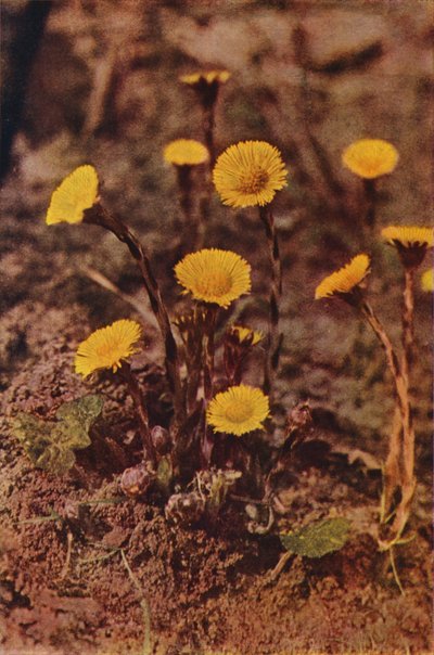 Kır çiçekleri: Ökseotu (renkli fotoğraf) by Charles Essenhigh Corke