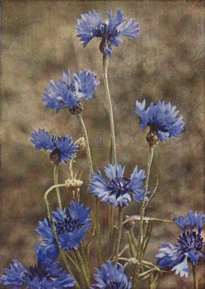 Kır çiçekleri: Peygamber Çiçeği (renkli fotoğraf) by Charles Essenhigh Corke