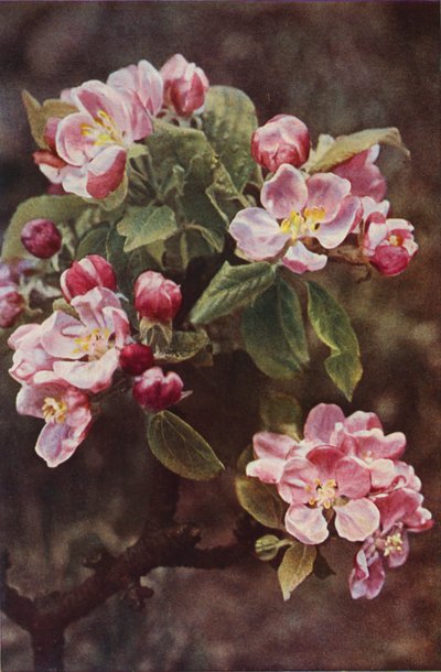 Kır çiçekleri: Yengeç-Elma (renkli fotoğraf) by Charles Essenhigh Corke