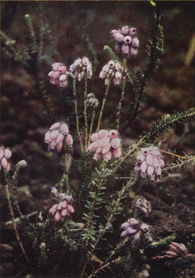 Kır çiçekleri: Çapraz Yapraklı Çalı (renkli fotoğraf) by Charles Essenhigh Corke