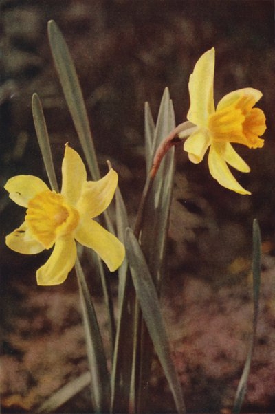Kır çiçekleri: Nergis (renkli fotoğraf) by Charles Essenhigh Corke