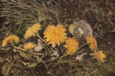 Kır çiçekleri: Karahindiba (renkli fotoğraf) by Charles Essenhigh Corke