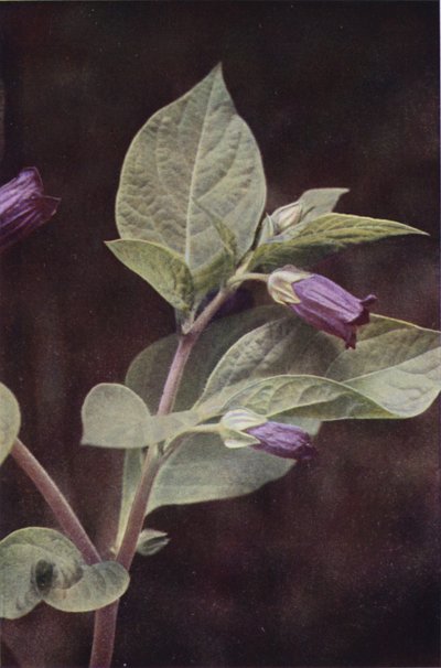 Kır çiçekleri: Ölümcül itüzümü (renkli fotoğraf) by Charles Essenhigh Corke
