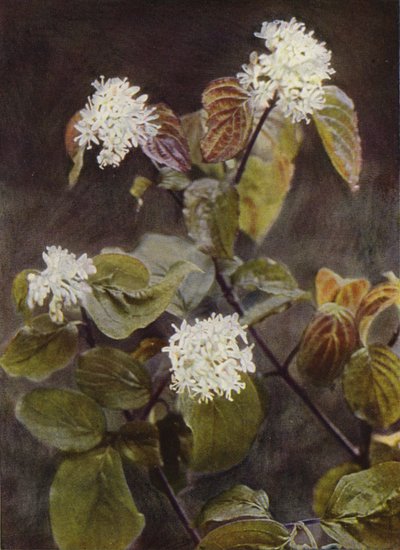 Kır çiçekleri: Kızılcık (renkli fotoğraf) by Charles Essenhigh Corke
