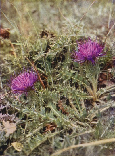 Kır çiçekleri: Cüce Devedikeni (renkli fotoğraf) by Charles Essenhigh Corke