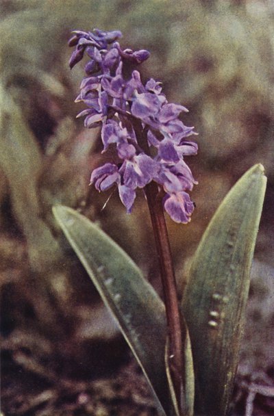 Kır çiçekleri: Erken Mor Orkide (renkli fotoğraf) by Charles Essenhigh Corke
