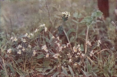 Kır çiçekleri: Eyebright (renkli fotoğraf) by Charles Essenhigh Corke