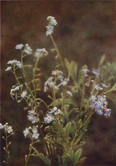 Kır çiçekleri: Beni Unutma (renkli fotoğraf) by Charles Essenhigh Corke