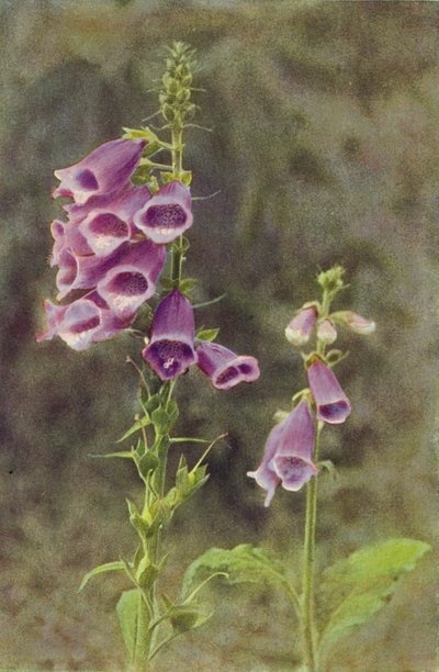 Kır çiçekleri: Foxglove (renkli fotoğraf) by Charles Essenhigh Corke