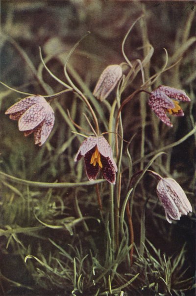 Kır çiçekleri: Fritillary (renkli fotoğraf) by Charles Essenhigh Corke