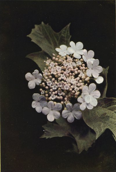 Kır çiçekleri: Guelder Rose (renkli fotoğraf) by Charles Essenhigh Corke