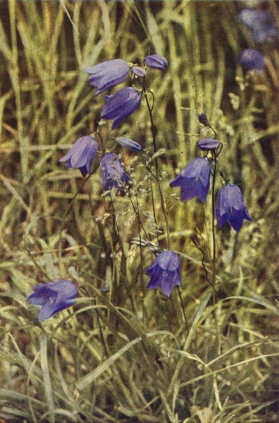 Kır çiçekleri: Hairbell (renkli fotoğraf) by Charles Essenhigh Corke