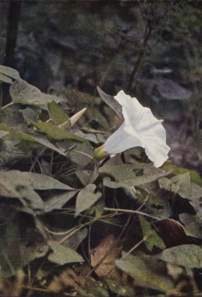 Kır çiçekleri: Hedge Convolvulus (renkli fotoğraf) by Charles Essenhigh Corke